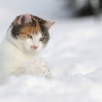 IMG_2995-ka-wilma-750-s