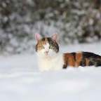 IMG_3001-k-wilma-800