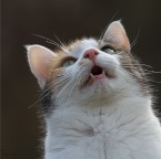 IMG_8110-k-cukbilder-wilma-800