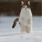 IMG_7847-k-cukbilder-schneehase