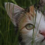 IMG_0818-k-kaeferjagd-ade-enger-800