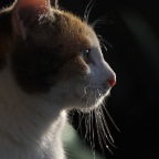 IMG_8136-ka-wilma-700