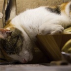 IMG_3993-k-inslopen-800